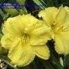 Thumbnail #1 of Hemerocallis  by fearneyhough