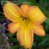 Thumbnail #2 of Hemerocallis  by Bubbeez