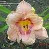 Thumbnail #1 of Hemerocallis  by carolann