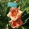 Thumbnail #4 of Hemerocallis  by Marilynbeth