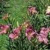 Thumbnail #3 of Hemerocallis  by carolann