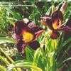 Thumbnail #2 of Hemerocallis  by Wandasflowers