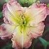 Thumbnail #3 of Hemerocallis  by mystic