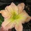 Thumbnail #2 of Hemerocallis  by Melissa_Ohio