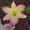 Thumbnail #1 of Hemerocallis  by Tree_Climber