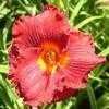 Thumbnail #1 of Hemerocallis  by Melissa_Ohio