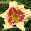 Thumbnail #4 of Hemerocallis  by Sherlock221