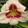 Thumbnail #5 of Hemerocallis  by 12344