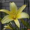 Thumbnail #2 of Hemerocallis  by DaylilySLP