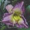 Thumbnail #1 of Hemerocallis  by carolann