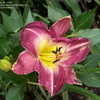 Thumbnail #4 of Hemerocallis  by Mainer