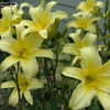 Thumbnail #4 of Hemerocallis  by DaylilySLP