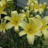 Thumbnail #3 of Hemerocallis  by DaylilySLP