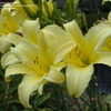 Thumbnail #5 of Hemerocallis  by DaylilySLP