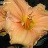 Thumbnail #2 of Hemerocallis  by Mainiac