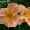 Thumbnail #3 of Hemerocallis  by ownedbycats