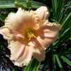 Thumbnail #4 of Hemerocallis  by CleanSlate