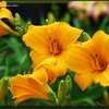 Thumbnail #2 of Hemerocallis  by IRIS