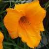 Thumbnail #4 of Hemerocallis  by DaylilySLP