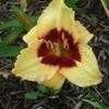 Thumbnail #1 of Hemerocallis  by carolann