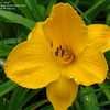 Thumbnail #3 of Hemerocallis  by Joy