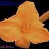 Thumbnail #4 of Hemerocallis  by kennedy