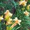 Thumbnail #3 of Hemerocallis  by FlowerManiac