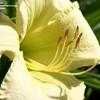 Thumbnail #2 of Hemerocallis  by Gayze