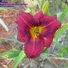 Thumbnail #3 of Hemerocallis  by carolann