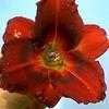 Thumbnail #5 of Hemerocallis  by carolann