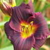 Thumbnail #4 of Hemerocallis  by ngam