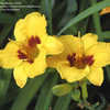 Thumbnail #4 of Hemerocallis  by Aphthona