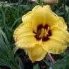 Thumbnail #1 of Hemerocallis  by 12344