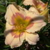 Thumbnail #3 of Hemerocallis  by DaylilySLP