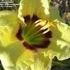 Thumbnail #2 of Hemerocallis  by alicewho