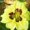 Thumbnail #5 of Hemerocallis  by wooffi