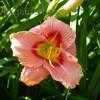 Thumbnail #3 of Hemerocallis  by poppysue