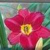 Thumbnail #3 of Hemerocallis  by mystic