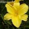 Thumbnail #1 of Hemerocallis  by pigeon1943