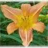 Thumbnail #2 of Hemerocallis  by cceamore