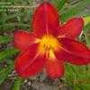 Thumbnail #2 of Hemerocallis  by carolann