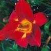 Thumbnail #1 of Hemerocallis  by kiseki2u