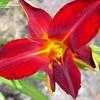 Thumbnail #4 of Hemerocallis  by daryl