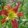 Thumbnail #1 of Hemerocallis  by carolann