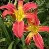 Thumbnail #5 of Hemerocallis  by Calif_Sue