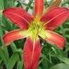 Thumbnail #2 of Hemerocallis  by Calif_Sue