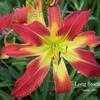 Thumbnail #3 of Hemerocallis  by Melissa_Ohio