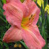 Thumbnail #2 of Hemerocallis  by turektaylor