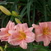 Thumbnail #4 of Hemerocallis  by Mainer