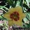 Thumbnail #1 of Hemerocallis  by poppysue